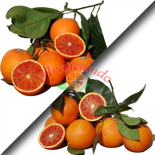 Orangen Tarocco - Arance Speciale